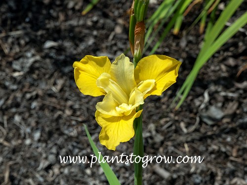 Sunfisher Siberian Iris